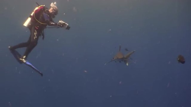 White tip gray shark in the blue waters of the Red Sea in search of food. Dangerous shooting sharks in the Red Sea in Egypt. The attack on the videographer. 
Underwater  Diving on feeding of sharks.