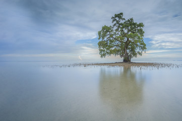 Single tree with reflection