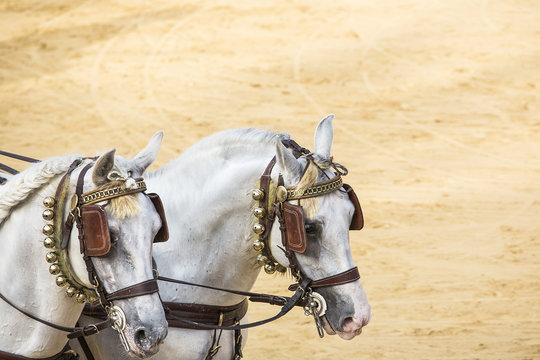 caballos negros en Doma vaquera en la feria