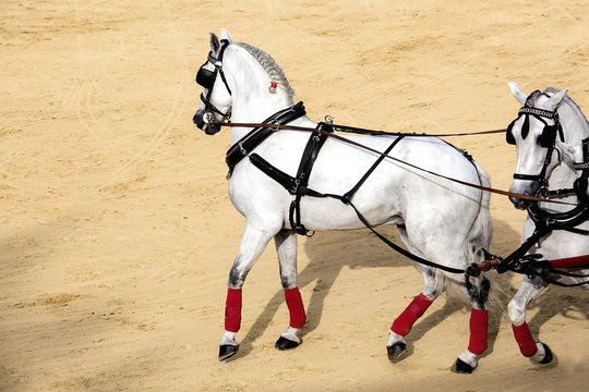  caballos blancos en doma vaquera
