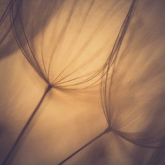 Big dandelion seeds. Macro photo - 95863781