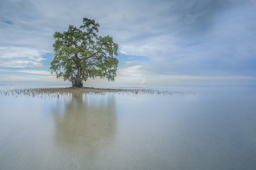 Lonely tree growing in bog lake at misty morning at Sabah, Malaysia