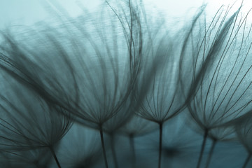 Dandelion seed on macro photo. Spring background