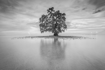 A lonely at misty morning at Sabah, Malaysia