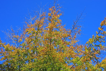 Tree in Autumn