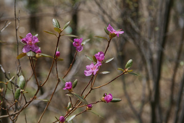 Spring flowering plants, wild rosemary