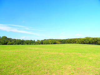 秋の草原と林風景
