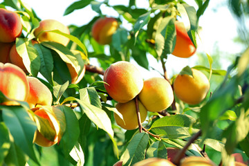 Branch of peach tree close up