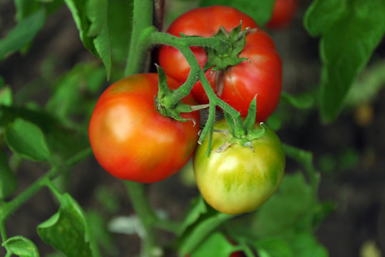 Tomatoes growing in garden