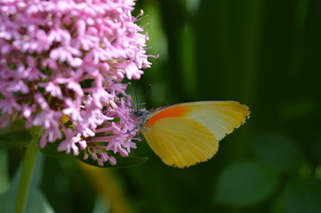 African Butterfly - Pink butterfly bush