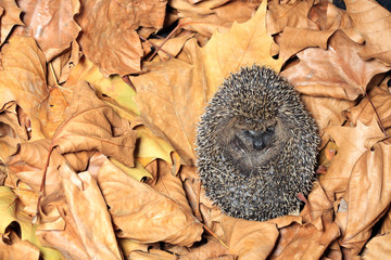 huffed European hedgehog on foliage background