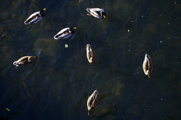 Many ducks on water