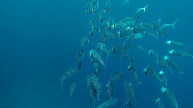 grossmaulmakrelen im meer zeitlupe
