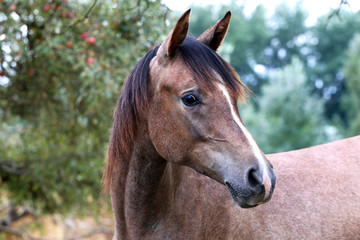 Beautiful portrait of a purebred arabian horse