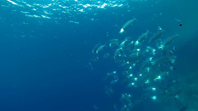 strudel von grossmaulmakrelen im meer
