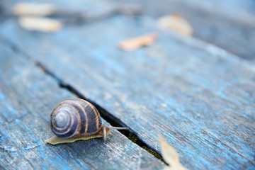 Garden snail on wooden background