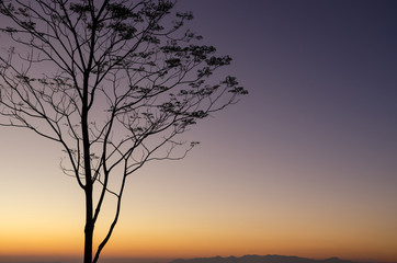 Fototapeta na wymiar Silhouette tree