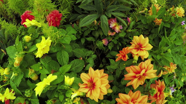 Flower Garden in city park