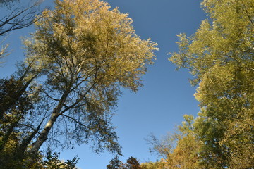 Fototapeta premium autumn