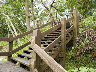Fototapeta premium wooden Stairway to mountains forest, Taipei