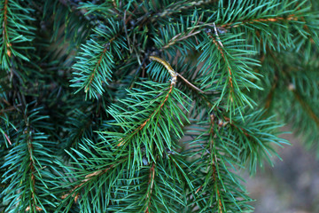 Pine tree background