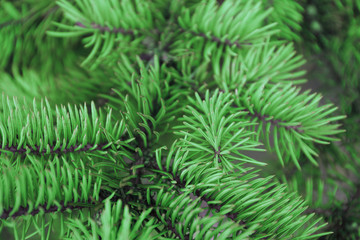 Pine tree background
