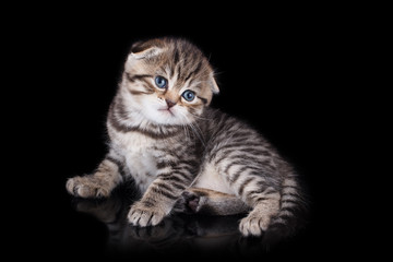Fototapeta na wymiar Lop-eared kitten on a magnificent background.