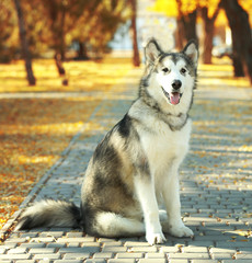 Obraz premium Happy young woman walking with her dog in park