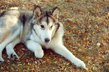 Alaskan Malamute in park