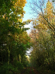 Wald im Herbst in Berlin 