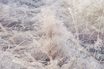 Hoarfrost on dry grass in winter time.