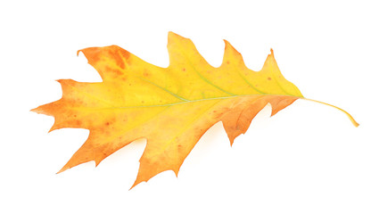 Beautiful autumn leaf, isolated on white