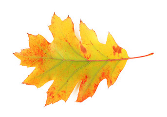 Beautiful autumn leaf, isolated on white