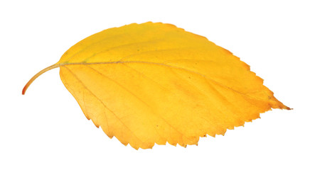 Beautiful autumn leaf, isolated on white