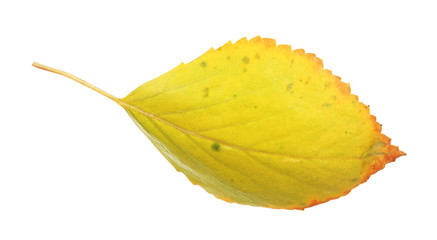 Beautiful autumn leaf, isolated on white