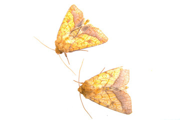 Obraz premium Two brown moths on a white background