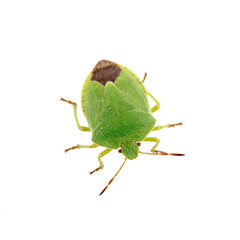 Green shield bug on a white background