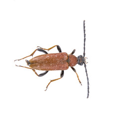 Black brown bug on a white background
