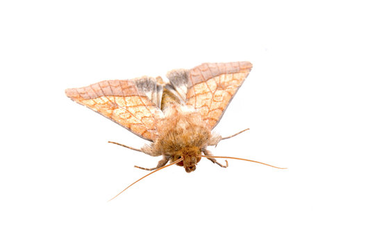 Brown moth on a white background