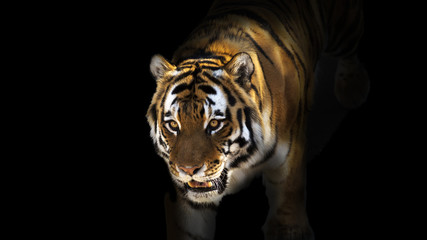 Fototapeta premium Tiger emerging from dark shadows
