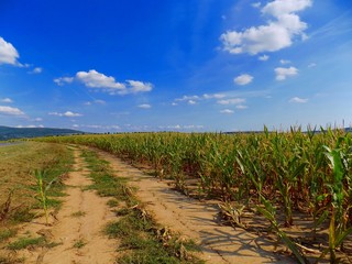 Path near corn field © majo1122331
