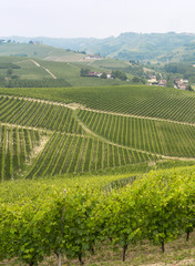 Fototapeta na wymiar Landscape in Langhe (Piedmont)