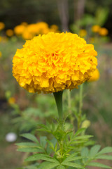 Marigold flower