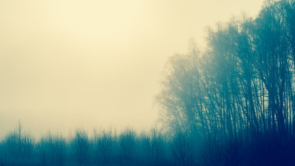 Obraz na płótnie Canvas Autumn forest on foggy day