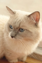 close-up of domestic cat portrait