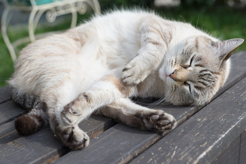 Playful cat lying on bench