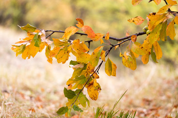 yellow leaves on the tree in autumn