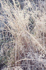 Fototapeta premium Hoarfrost on dry grass in winter time.