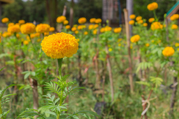 Obraz premium Marigold flower