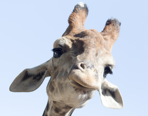 Fototapeta premium Portrait of a giraffe against the blue sky